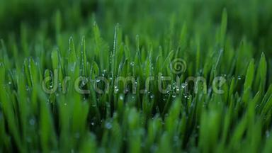 清晨，绿油油的小草上滴着露珠